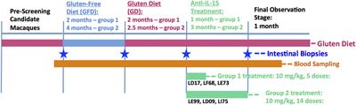 Beneficial Effects of Human Anti-Interleukin-15 Antibody in Gluten-Sensitive Rhesus Macaques with Celiac Disease